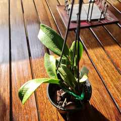 Cattleya Alliance ‘Rlc. Haadyai Delight X Lc. Loog Tone’