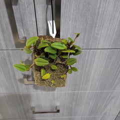 Bulbophyllum lasiochilum 'Yellow' (Fragrant)