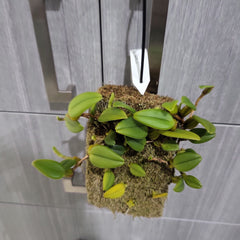 Bulbophyllum lasiochilum 'Yellow' (Fragrant)