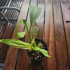 Coryanthes bruchmuelleri