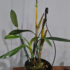 Dendrobium finistarre x engae