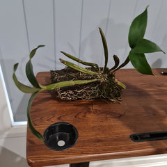 Dendrobium hodgkinsonii