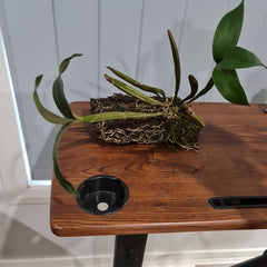 Dendrobium hodgkinsonii