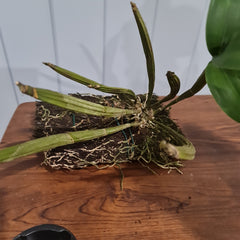 Dendrobium hodgkinsonii