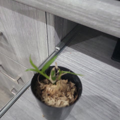 TOP - Chysis aurea