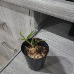TOP - Chysis aurea