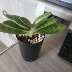 Paphiopedilum (Hsinying Par x Shadow Dancer) x Hsinying Book Black