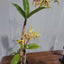 SOLD - Dendrobium Stoney Point (IN FLOWERS NOW)