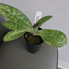 (In Bud Now) Paph. Shin Yi Apple x (Hung Sheng Red Apple x Hung Sheng Bay)