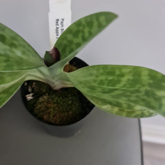 (In Bud Now) Paph. Shin Yi Apple x (Hung Sheng Red Apple x Hung Sheng Bay)
