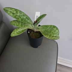 (In Bud Now) Paph. Shin Yi Apple x (Hung Sheng Red Apple x Hung Sheng Bay)