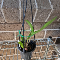 Cattleya Topaz Saucy