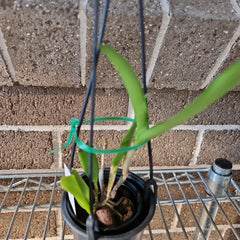 Cattleya Topaz Saucy