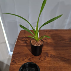 Cymbidium (Pied Piper x Cricket) 'Newbold Huston St'