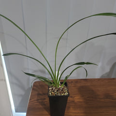 Cymbidium Florida Cracker