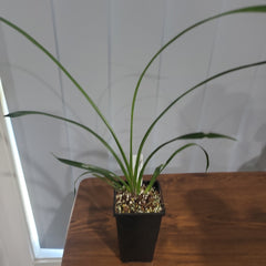 Cymbidium Florida Cracker