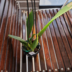 Cattleya Lucky Sagami (labiata × Stephen Oliver Fouraker)