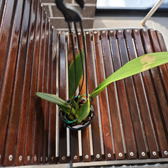 Cattleya Lucky Sagami (labiata × Stephen Oliver Fouraker)