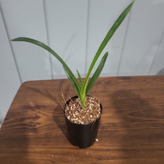 Cymbidium Vidar 'Harlequin' (Peloric)