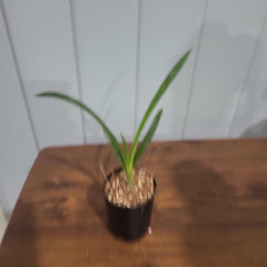 Cymbidium Vidar 'Harlequin' (Peloric)