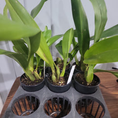 Maxillaria triloris (Fragrant)