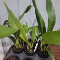 Maxillaria triloris (Fragrant)