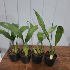 Coelogyne jannine banks 'snow white' Hcc/Aos