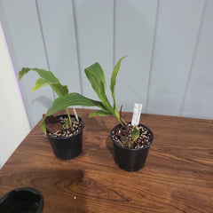 Lycaste  john ezzy x macama