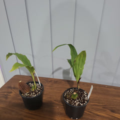 Lycaste  john ezzy x macama