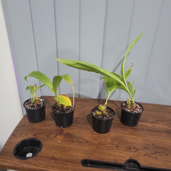 Lyc. (Geyser Gold x Shonan Harmony) x Lyc. Rakuhoku