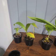 Lyc. (Geyser Gold x Shonan Harmony) x Lyc. Rakuhoku