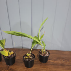 Lyc. (Geyser Gold x Shonan Harmony) x Lyc. Rakuhoku