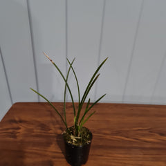 Dendrochilum wenzelii