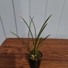 Dendrochilum wenzelii