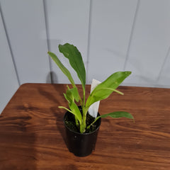 IN SPIKE NOW)( Dendrochilum Niveum (Fragrant)