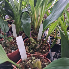 Stanhopea nigroviolacea