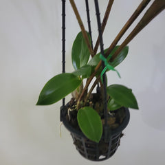 Dendrobium pulchrum RARE!