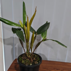 Dendrobium pulchrum (Polysema) X Eximium RARE!