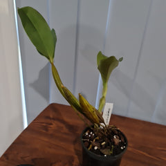 Dendrobium Engagement