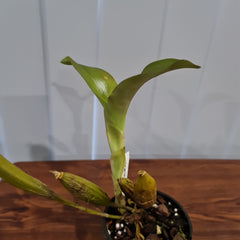 Dendrobium Engagement