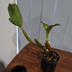 Dendrobium Engagement