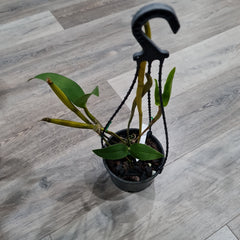 Dendrobium Andree Millar (Den. atroviolaceum x Den. convolutum)