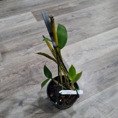 Dendrobium Andree Millar (Den. atroviolaceum x Den. convolutum)