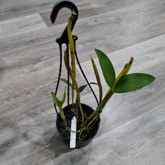 Dendrobium Andree Millar (Den. atroviolaceum x Den. convolutum)