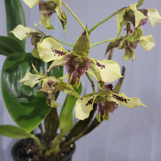 Dendrobium shiraishii x (Eximium x atroviolaceum)