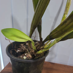 Dendrobium shiraishii x (Eximium x atroviolaceum)