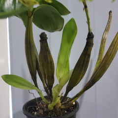 Dendrobium shiraishii x (Eximium x atroviolaceum)