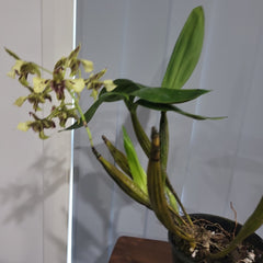 Dendrobium shiraishii x (Eximium x atroviolaceum)