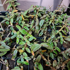 Dendrobium officinale