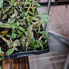 Dendrobium officinale